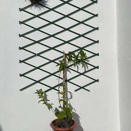 Casa Dos Passarinhos *